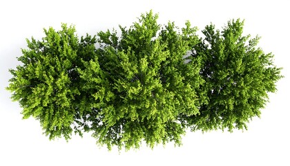 Fototapeta premium Overhead view of three groups of lush green trees
