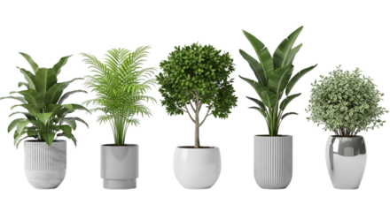 Five various potted plants with lush green foliage arranged in a row for decoration indoors on transparent background