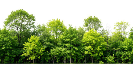 Fototapeta premium Lush deciduous forest with vibrant green foliage and varied tree heights in a natural setting view on transparent background