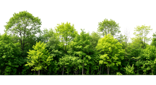 Lush deciduous forest with vibrant green foliage and varied tree heights in a natural setting view on transparent background