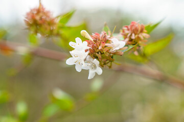 可愛いアベリアの白い花