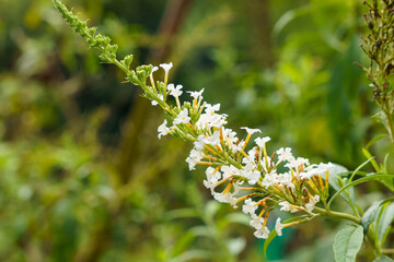 フサフジウツギの白い花