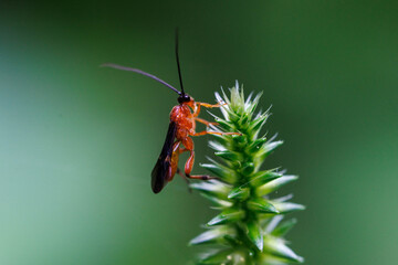 葉に留まるムネアカツヤコマユバチ