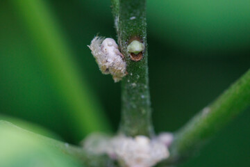 松の葉に止まるハゴロモの幼虫