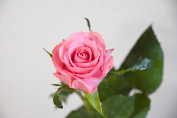 ピンクのばら