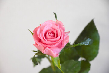 ピンクのばら