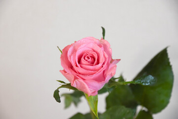 ピンクのばら