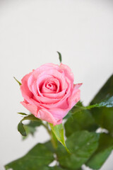 ピンクのばら
