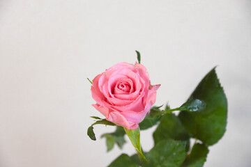 ピンクのばら