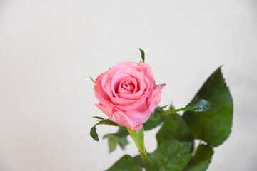 ピンクのばら
