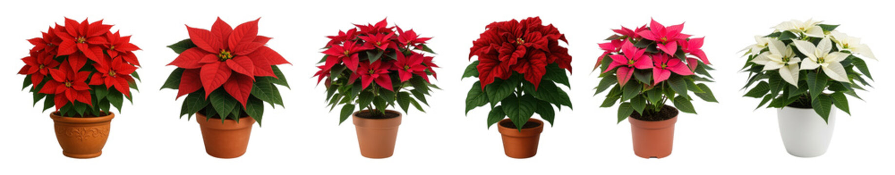 Fototapeta Poinsettia plant set including red, pink, and white varieties in various pots isolated. Festive Christmas and holiday decor.