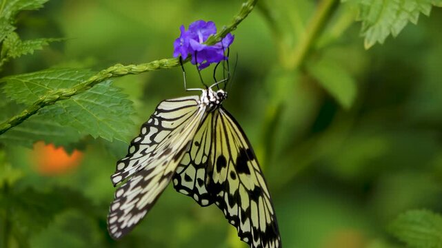 Close up macro view of a tree nymph butterfly collecting nectar from a purple flower