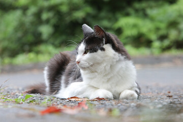 路上の野良猫
