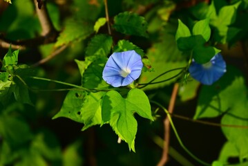 Morning glory flowers are a symbol of summer in Japan. This is a seasonal flower background material.