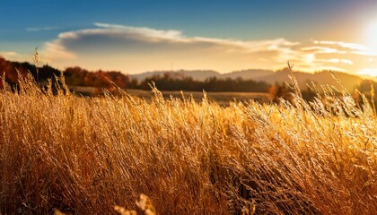 Golden Grasses Sway In The Breeze During Sunset At A Rural Field In Autumn With Soft Light Illuminating The Landscape