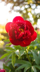 Close-up of a vibrant red peony