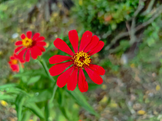 Bright red flower in full bloom with a blurred natural background.

