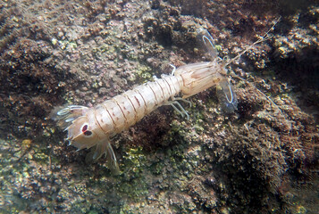 Squilla mantis shrimp, underwater photography into the Mediterranean sea