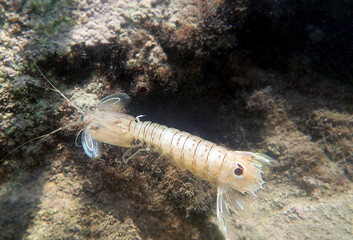 Squilla mantis shrimp, underwater photography into the Mediterranean sea