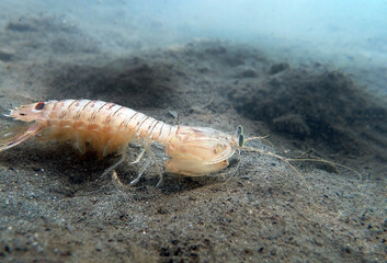 Squilla mantis shrimp, underwater photography into the Mediterranean sea