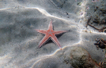 Red comb sand seastar - Astropecten aranciacus