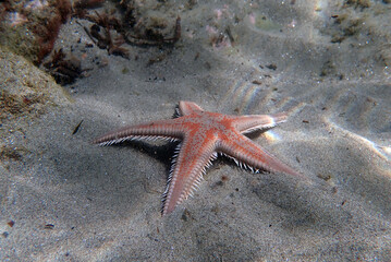 Red comb sand seastar - Astropecten aranciacus