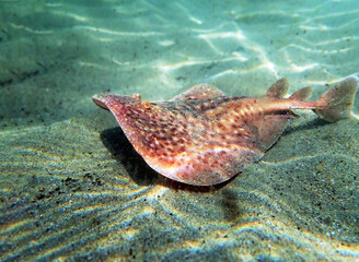  Marbled electric ray - (Torpedo marmorata)