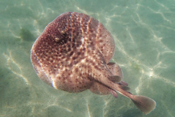  Marbled electric ray - (Torpedo marmorata)