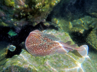  Marbled electric ray - (Torpedo marmorata)