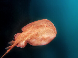 Close up of a  Marbled electric ray - (Torpedo marmorata) floating in the water.  Shallow depth of field.