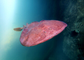 Close up of a  Marbled electric ray - (Torpedo marmorata) floating in the water.  Shallow depth of field.