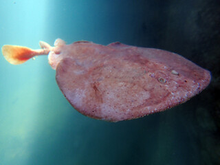 Close up of a  Marbled electric ray - (Torpedo marmorata) floating in the water.  Shallow depth of field.