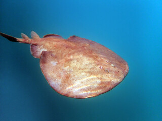 Close up of a  Marbled electric ray - (Torpedo marmorata) floating in the water.  Shallow depth of field.