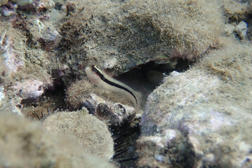 Longstriped blenny fish - Parablennius rouxi