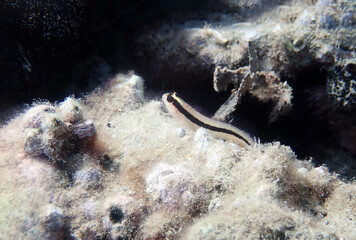 Longstriped blenny fish - Parablennius rouxi
