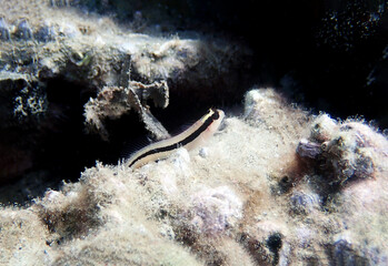 Longstriped blenny fish - Parablennius rouxi
