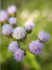Ageratum conyzoides or bandotan with clusters of small fluffy purple flowers blooming in the wild against a soft green blurred background