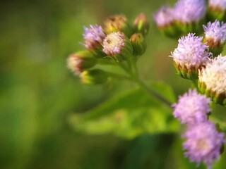 Fototapeta premium Ageratum conyzoides or bandotan with clusters of small fluffy purple flowers blooming in the wild against a soft green blurred background