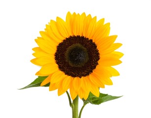Fototapeta premium Close-up sunflower on white