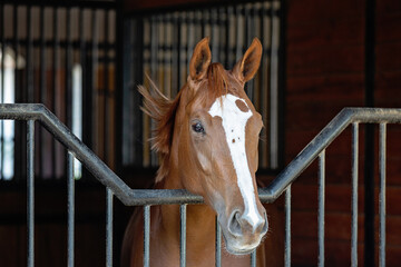 Chestnut horse with white blaze standing in stable stall