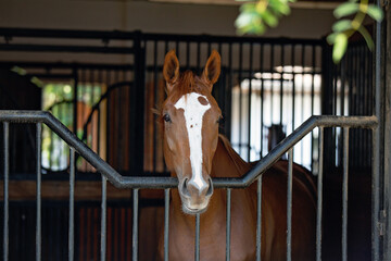 Chestnut horse with white blaze standing in stable stall