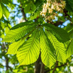 Close-up of vibrant green chestnut leaves, sunlight highlights intricate leaf veins