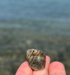 sea shell in hand