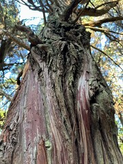 old tree trunk