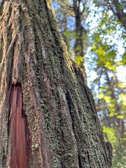 trunk of a tall tree covered in furry patches of green moss