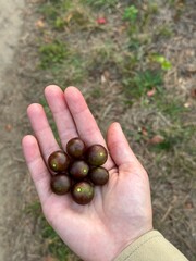 handful of Concord grapes