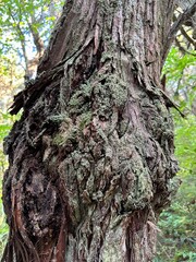 Black Locust tree back covered in little fluffy moss with a big knot
