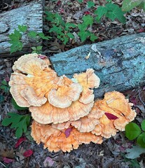 vibrant orange cluster of Chicken of the woods mushrooms on a fallen mossy tree