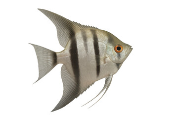 Elegant silver angelfish with striking stripes isolated on transparent background