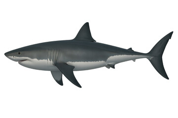 Naklejka premium Powerful Great White Shark isolated on transparent background, fierce marine predator